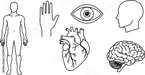 A set of black line-art illustrations of human anatomy components including a full body figure, hand, eye, head profile, heart, and brain on a white background.