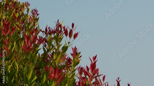 Red leaf shrub on the left side with a clear blue sky background providing negative space.