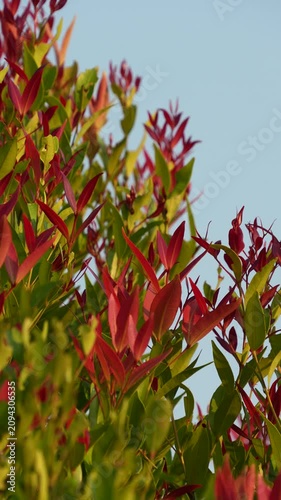 Beautiful red and green leaves of Syzygium Myrtifolium under the morning sun rays.