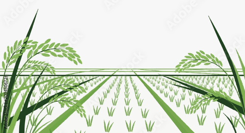 Foto Emerging Wheat Fields in Early Growth Stage.