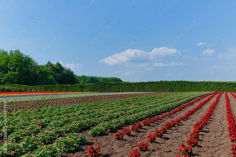 Obraz premium The Tomita Farm in Hokkaido that grows lavender