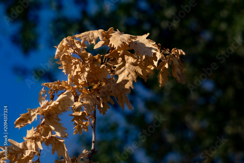 Feuilles de chêne sèches encore accrochées à une branche, éclairées par le soleil devant un fond de forêt et de ciel bleu.