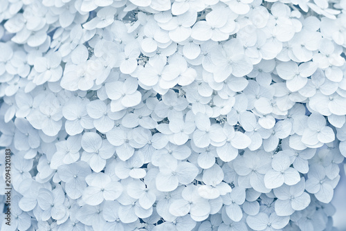 Close-up hydrangea flowers in blue tone as background, wedding invitation, greeting card, selective focus