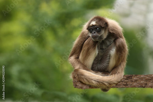 Photography Goldstirnklammeraffe / White-bellied spider monkey / Ateles belzebuth