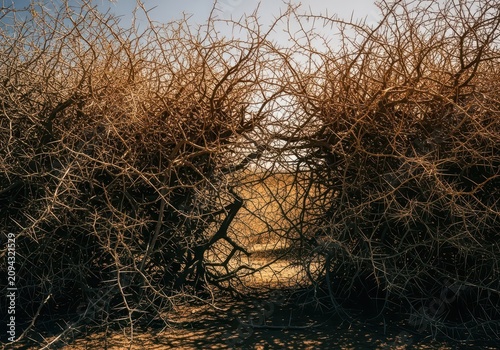 Dense thickets of tangled thorny branches and sharp spikes create a natural barrier within a dry, untamed wilderness under bright sunlight, brambles, organic, landscape