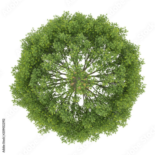 symmetrical maple tree, emerald and lime-green leaves, intricate veining, high-angle aerial view on a transparent background, botanical studio photography concept