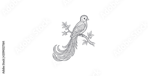 Obraz na płótnie Resplendent Quetzal Line Art Vector Illustration