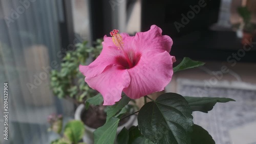 Macro Pink Hibiscus Flower Close Up Beautiful Bokeh Background Shallow Depth