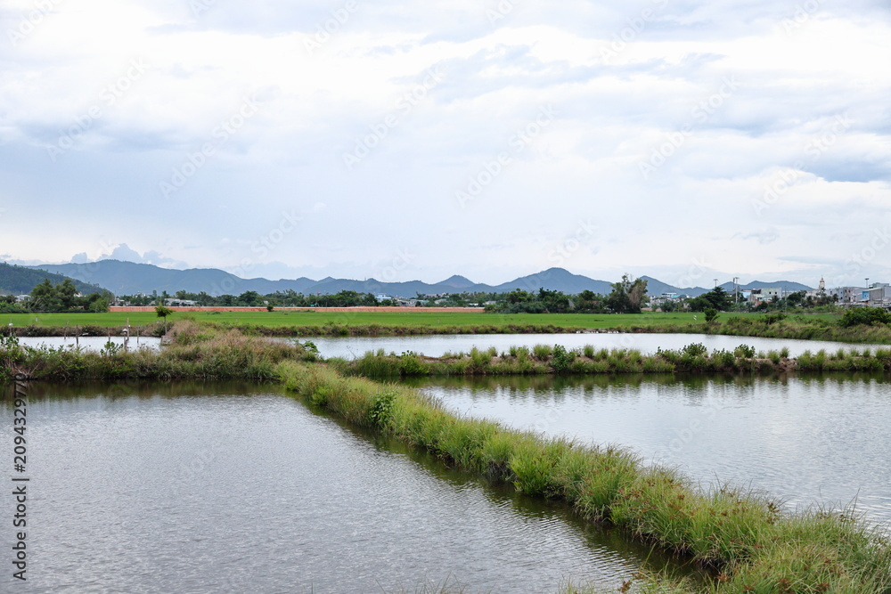 Fototapeta premium An outdoor view of commercial aquaculture fish farming ponds divided by grassy earthen dikes, with green agricultural rice fields and distant mountain ridges under an overcast cloudy sky. Ideal for su