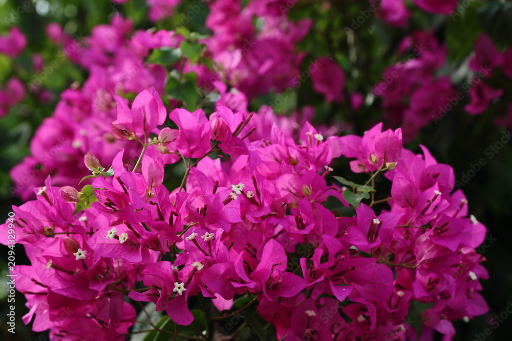 Obraz premium A close-up shot of a lush bush with bright magenta bougainvillea blossoms and small white flowers among green leaves. Ideal for botanical gardening blogs, floristry business marketing, mediterranean l
