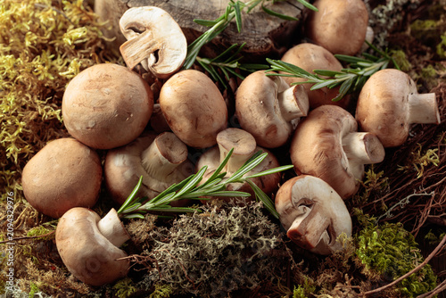 Photos Fresh champignons with rosemary in forest.