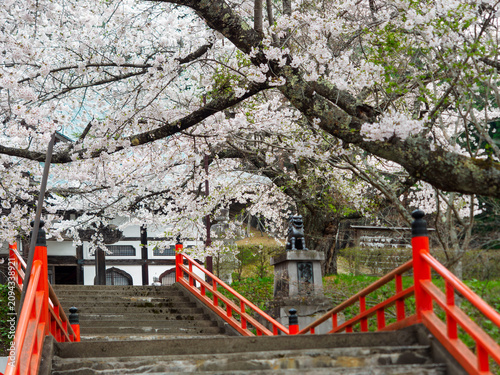 Foto お寺の桜