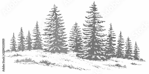 Cuadro en lienzo Evergreen Pine Trees Illustration With Grassy Foreground Black And White