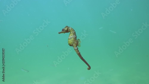 Beautiful seahorse swims in bluish-green water with school of black sea silversides (Atherina) in background. Sea Horse swimming in water column. An underwater scene with Black Sea marine animals.