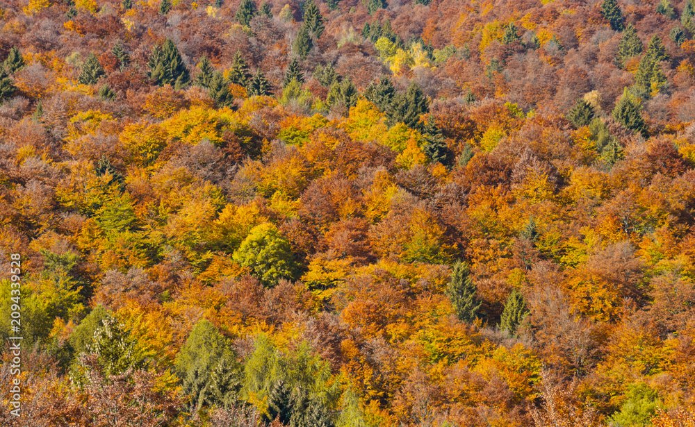 Obraz premium Warm shades of amber that light up the silence of nature