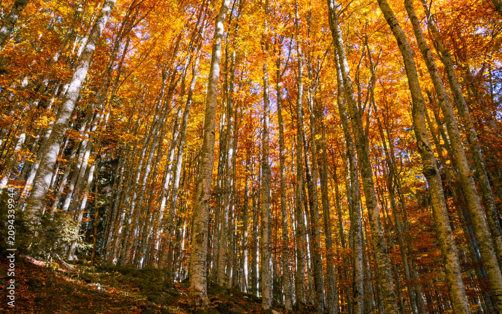 Obraz premium The secret whisper of trees painted red and orange