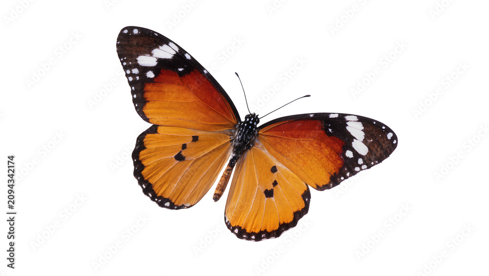 Obraz premium Isolated stunning orange butterfly with intricate wing patterns, majestic tropical insect close-up
