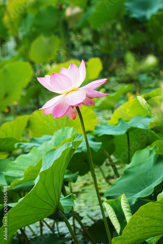 a longitudinal photograph of a pink lotus flower