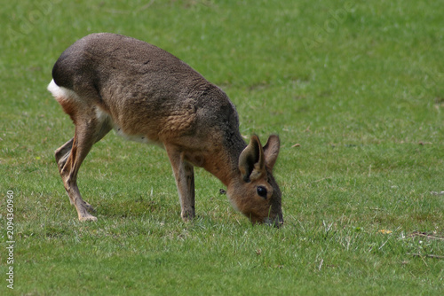 Photos Großer Pampashase / Patagonian mara / Dolichotis patagonum