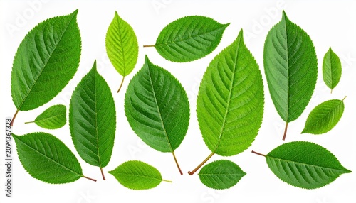 A natural assortment of fresh green cherry leaves of various sizes, isolated on white.