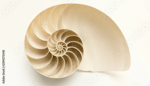A detailed cross-section of a nautilus shell showing the intricate, spiral logarithmic growth pattern in shades of cream and beige