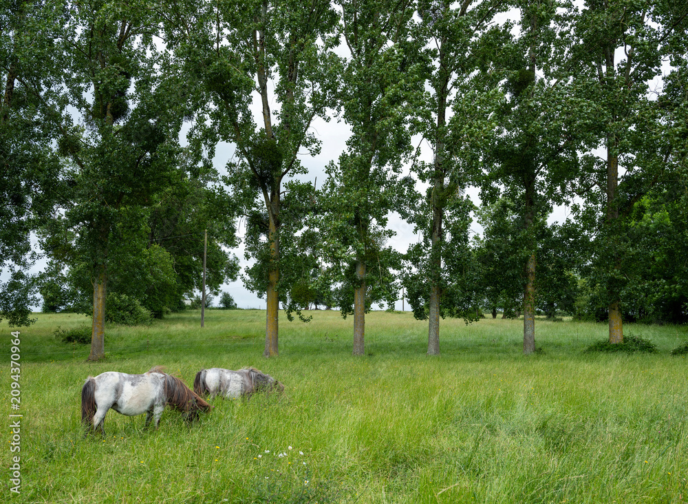Fototapeta premium ponies in summer landscape of south normandy in france with farm and trees