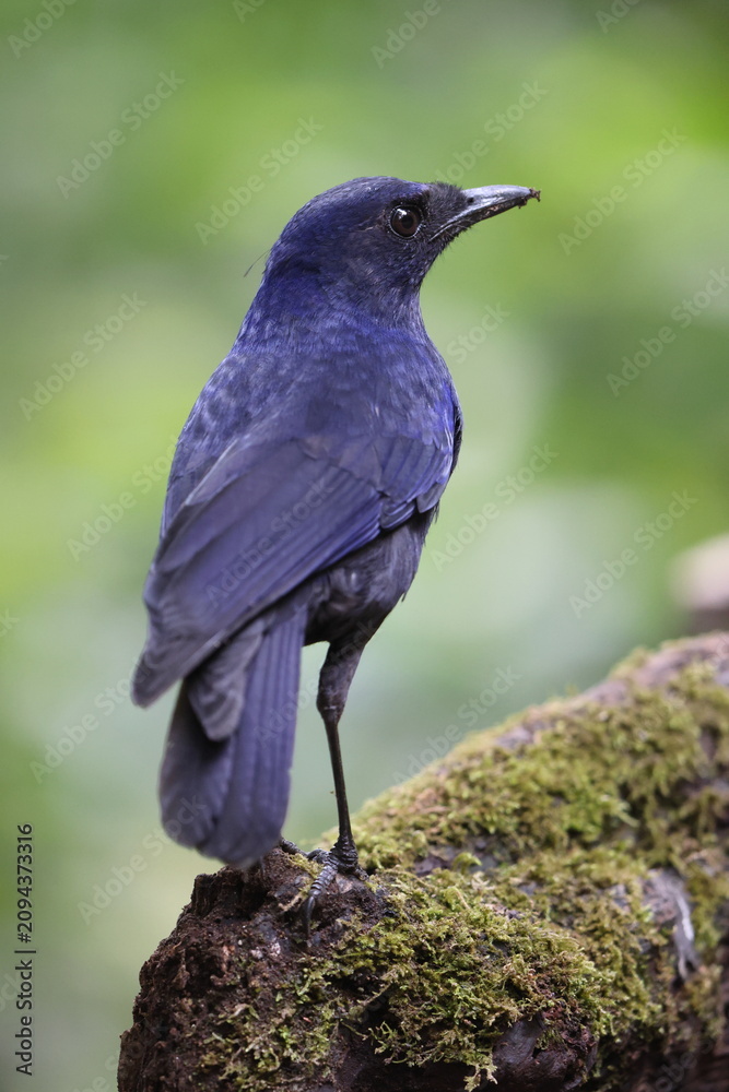 Obraz premium The Javan whistling thrush (Myophonus glaucinus) is a species of bird in the family Muscicapidae. It is found in Java and Bali. This photo was taken in Java island, Indonesia.