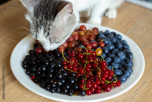 red currant in a bowl