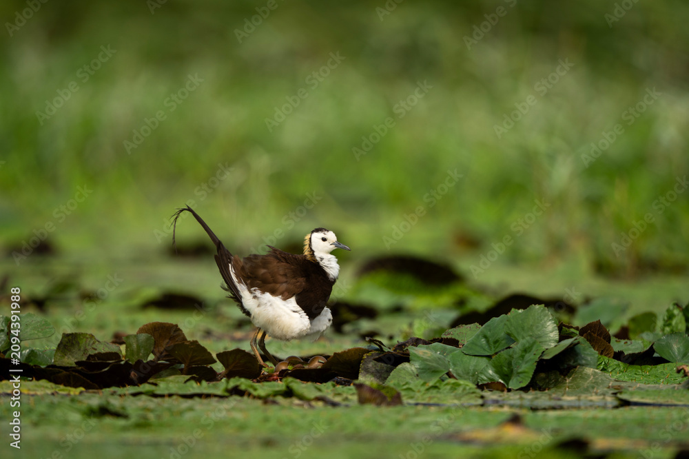 Obraz premium A side view of a nesting Pheasant-tailed Jacana standing carefully over its exposed eggs on a delicate layer of floating marsh plants.