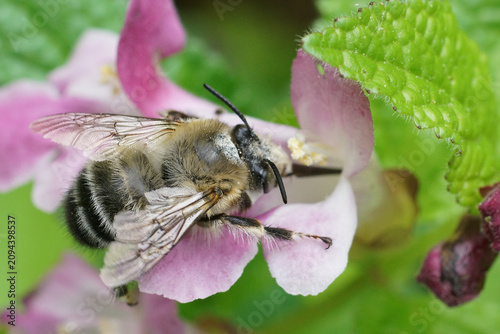 Photos Closeup on an Anthophora dufourii on a colorful pink Melittis melissophyllum flo