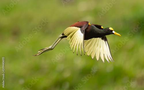 Tableau sur toile adult Gelbstirn-Blatthühnchen (Jacana spinosa)