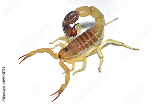 Obraz na plátně Closeup of a female of the Arabian black tail scorpion Parabuthus liosoma from Saudi Arabia, photographed on white background