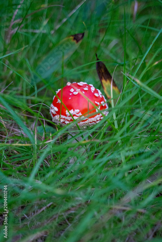 Foto Red fly agaric among green grass 