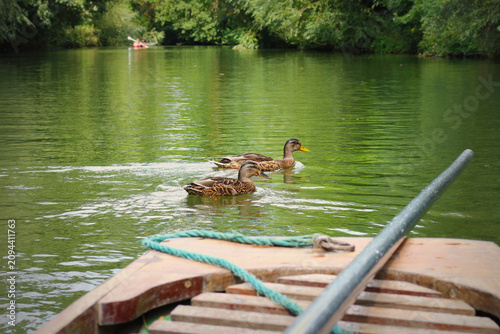 Bilde på lerret Two mallard ducks passing in front of a punt in a river in Oxford, UK