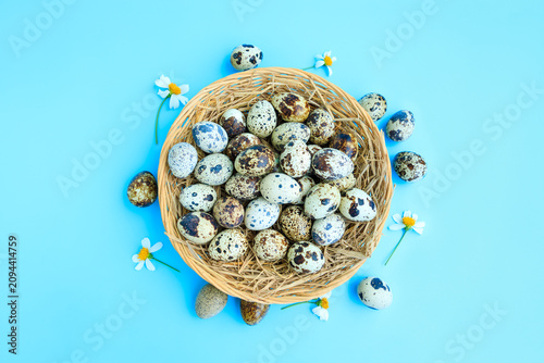Quail eggs in basket with white flowers blooming on blue background, Partridge eggs
