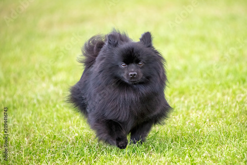 Fluffy, black German Spitz Klein dog on grass