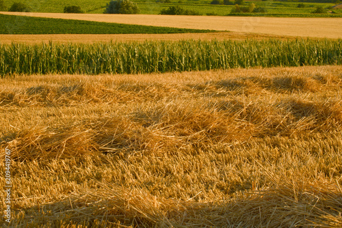 Fotografie Layered agricultural landscape featuring a harvested grain field, lush green cro