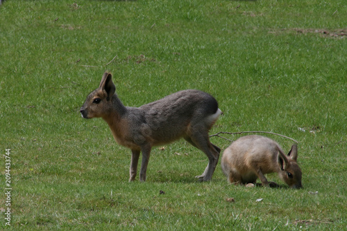 Cuadro en lienzo Großer Pampashase / Patagonian mara / Dolichotis patagonum