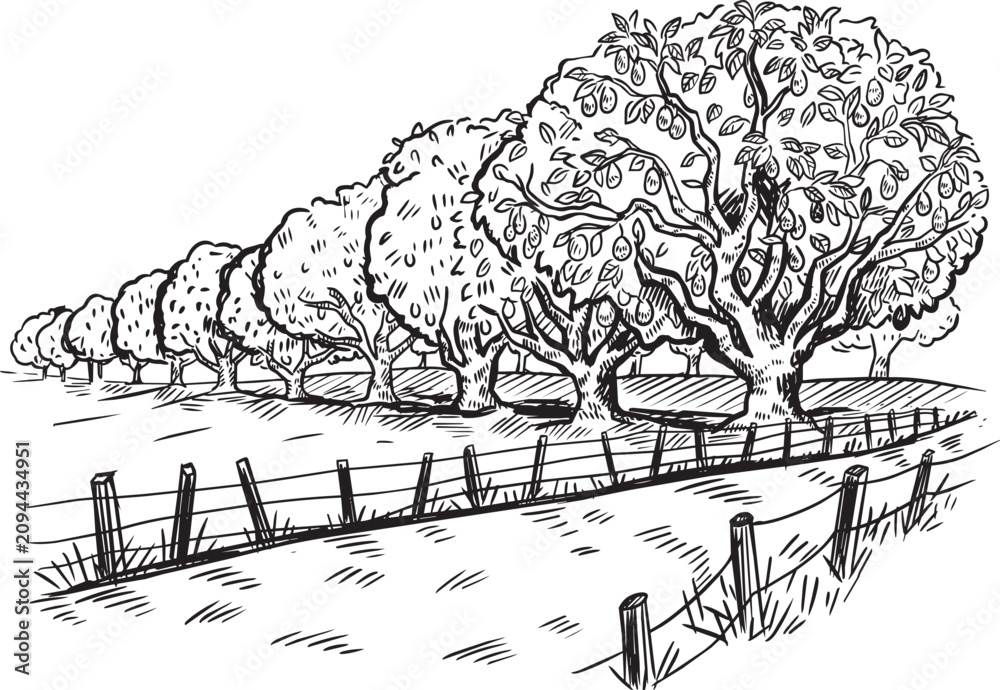 Obraz premium Hand Drawn Orchard Landscape With Fruit Trees, Rustic Fence And Countryside Pasture Sketch