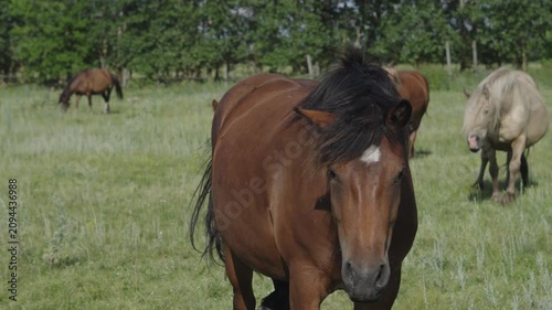 horses walking in the field