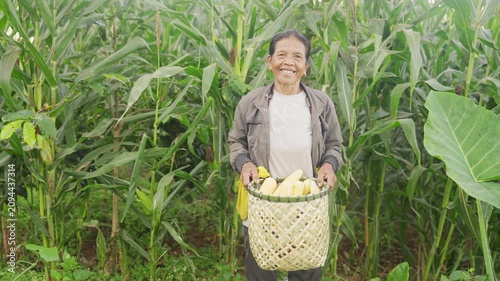Asian sweet corn farmer smiling portrait, balinese, indonesian people, looking at camera, in field, farm, plantation, harvested crop in woven basket, old woman, bali, indonesia, southeast asia