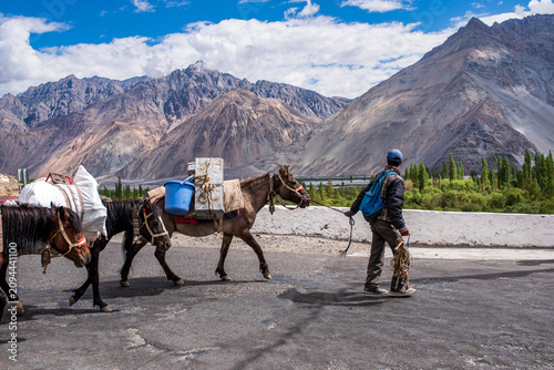 Bilde på lerret Man leading a pack horse caravan on the road in Nubra Valley, Ladakh