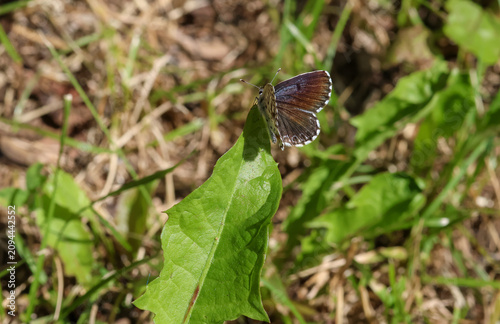Scolitantides orion the chequered blue blue butterfly sitting in the grass