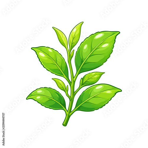 Fresh Tea Leaf Branch