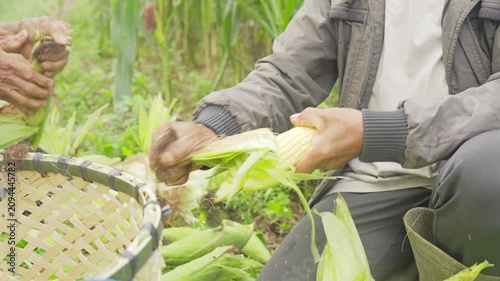 farmers hand harvesting young sweet corn or sweetcorn on field, farm, plantation in bali, indonesia, southeast asia, slow motion