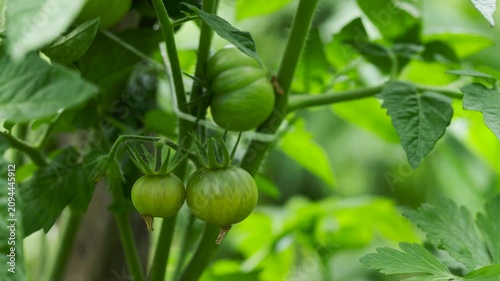 Tomatoes growing on an organic farm, close-up view. Ripening green tomatoes