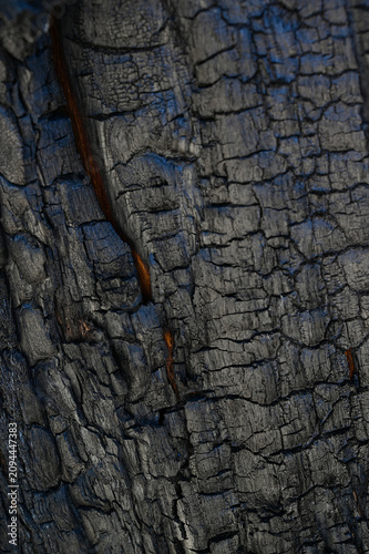 Burnt old walnut wood tree background