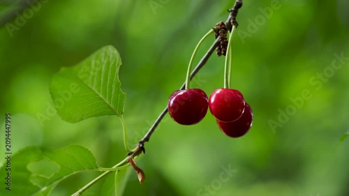 Ripe cherries on a branch, close-up view