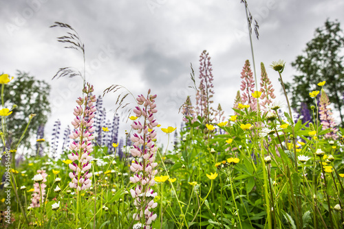 Mehrfarbige Lupinen in einer Wildblumenwiese
