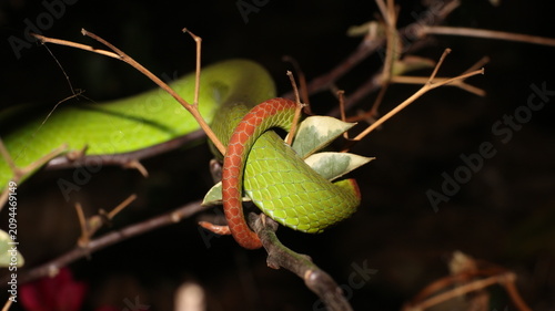 snake's tail